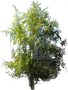 Silver Maple